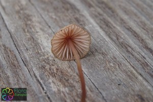 Mycena sanguinolenta (2) (1200 x 800)3.jpg_product_product_product_product